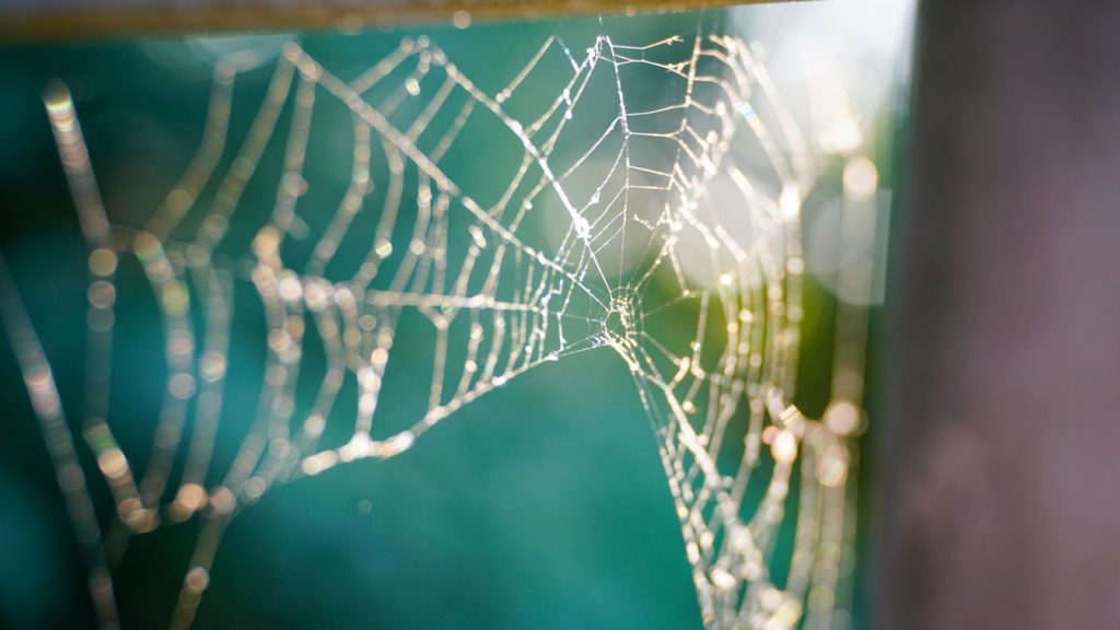 Close-up of a dew-lit spiderweb backlit by morning sun against a soft green background