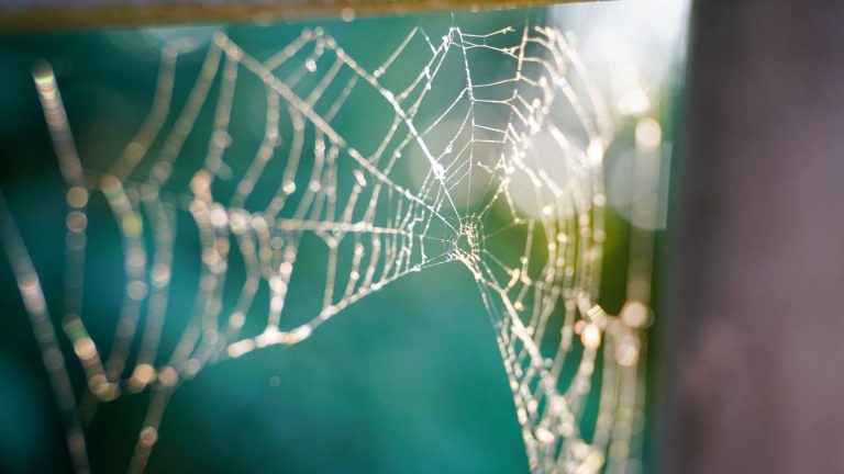 Close-up of a dew-lit spiderweb backlit by morning sun against a soft green background